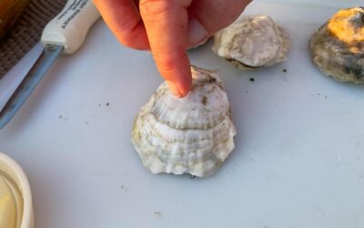 A Visit To The Oyster Farm